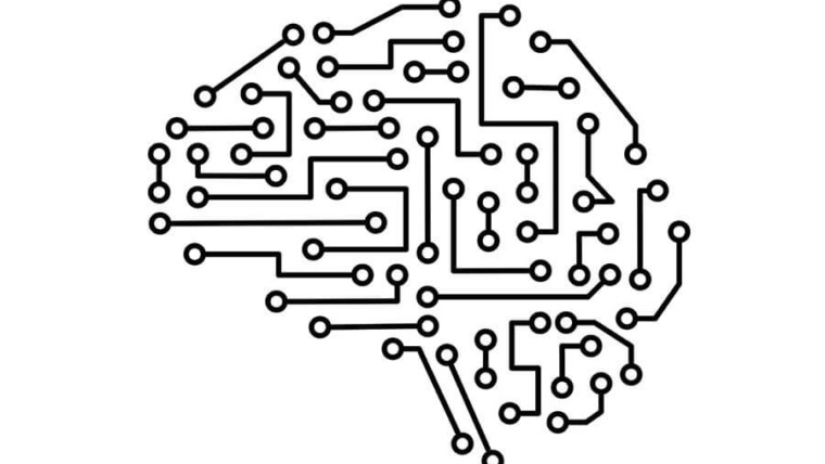 brain